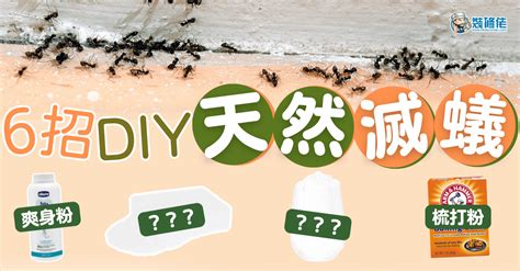 家裡有大螞蟻|【滅蟻方法】屋企有蟻？教你2步輕鬆滅蟻＋防蟻方法！ 